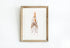 Vintage Squid Print Wall Art